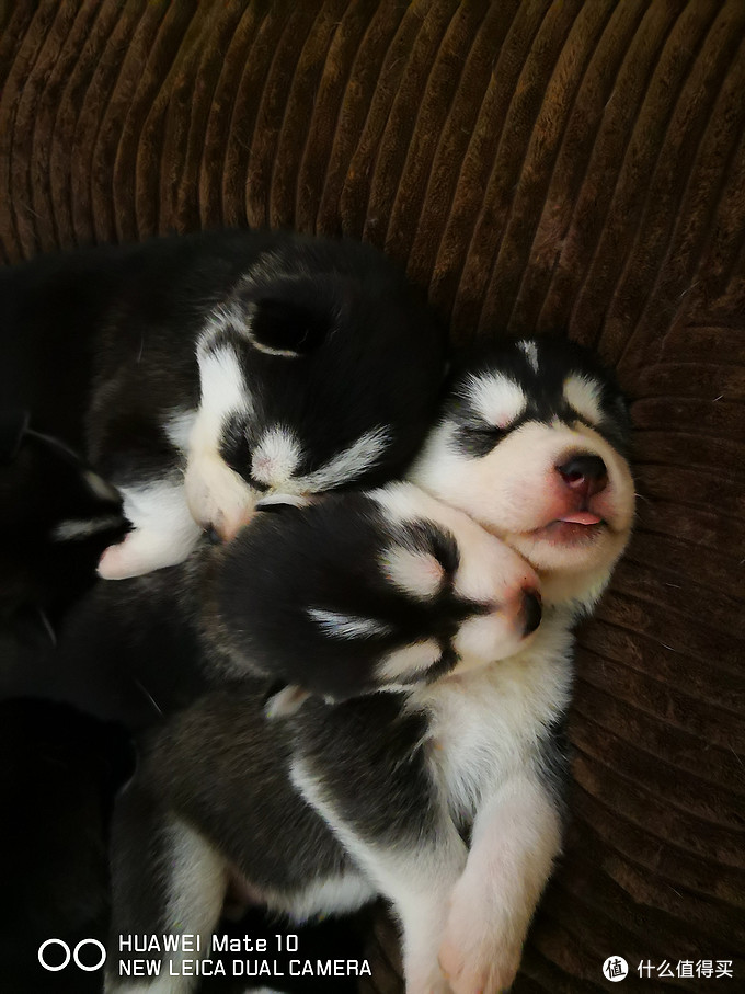 一次创世纪的生活体验—记哈士奇当妈妈