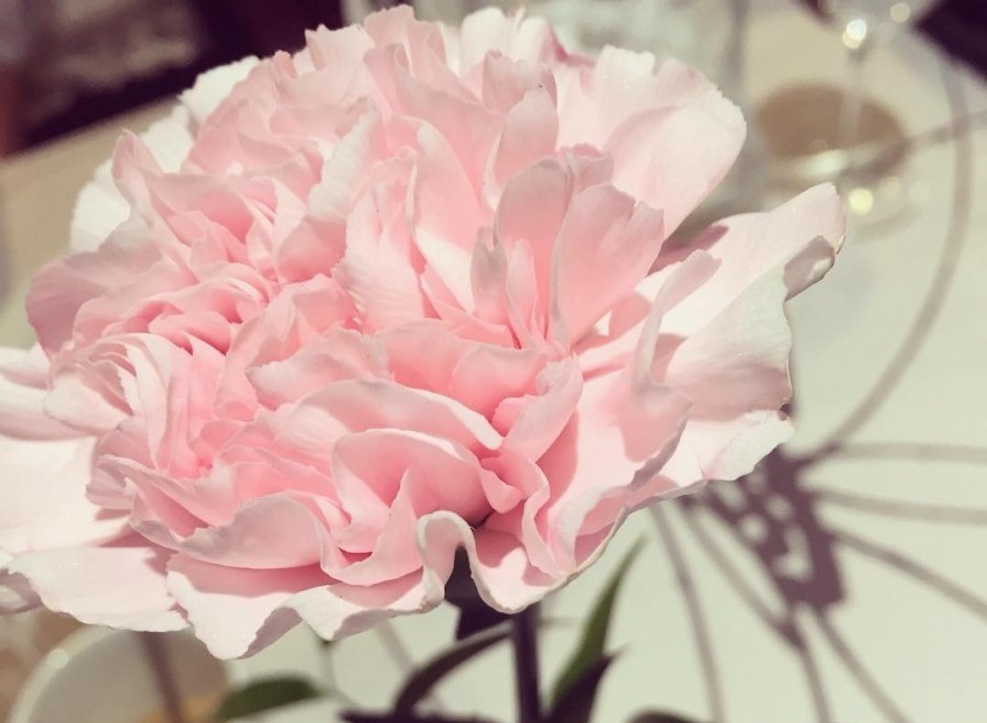 母亲节为什么要送女朋友礼物,母亲节送什么颜色的康乃馨