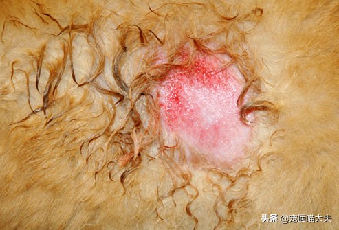狗狗掉毛皮肤发红怎么治,狗狗掉毛发痒用什么药