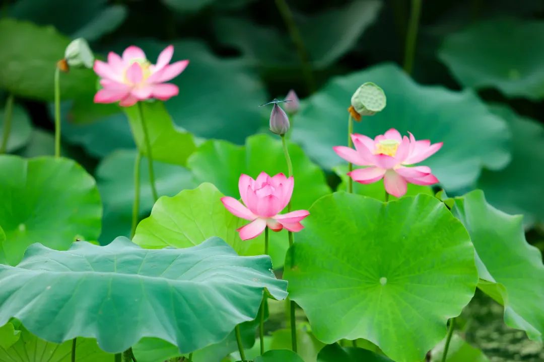 苏州夏季水上乐园最佳地点,夏季苏州