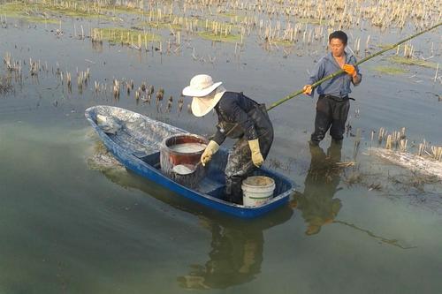 小龙虾常见疾病判断及防治方法,小龙虾塘纤毛虫处理办法