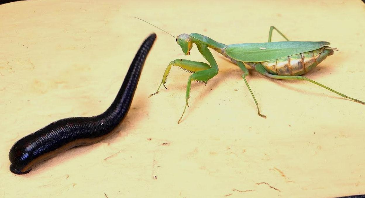 黄金水蛭一只多少钱,水蛭软黄金