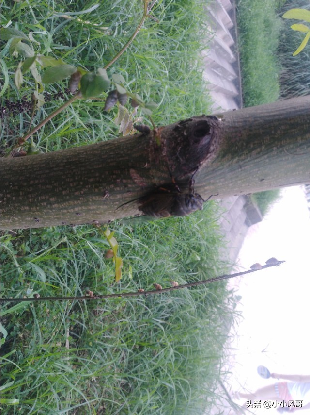 养蝉的过程,小时候养蝉的回忆