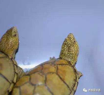 龟龟挑食不吃龟粮了,这可咋办?