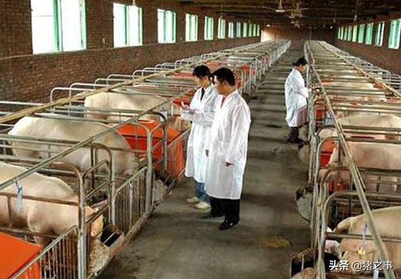 母猪想高产，怀孕管理很重要，妊娠期的用药禁忌，你都知道吗？