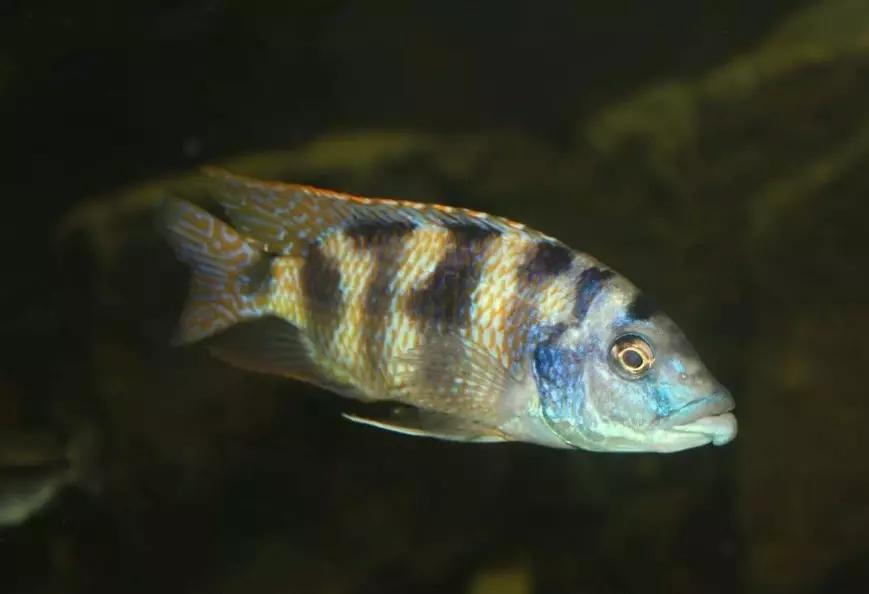 自己做大型水陆缸,在家自己打造一个沙漠缸