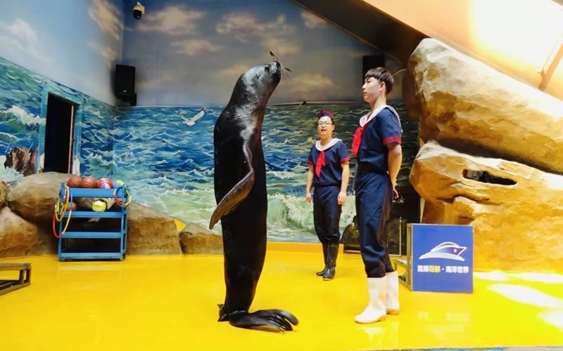 海花岛海洋乐园萌宠表演场,海花岛海洋乐园萌宠剧场