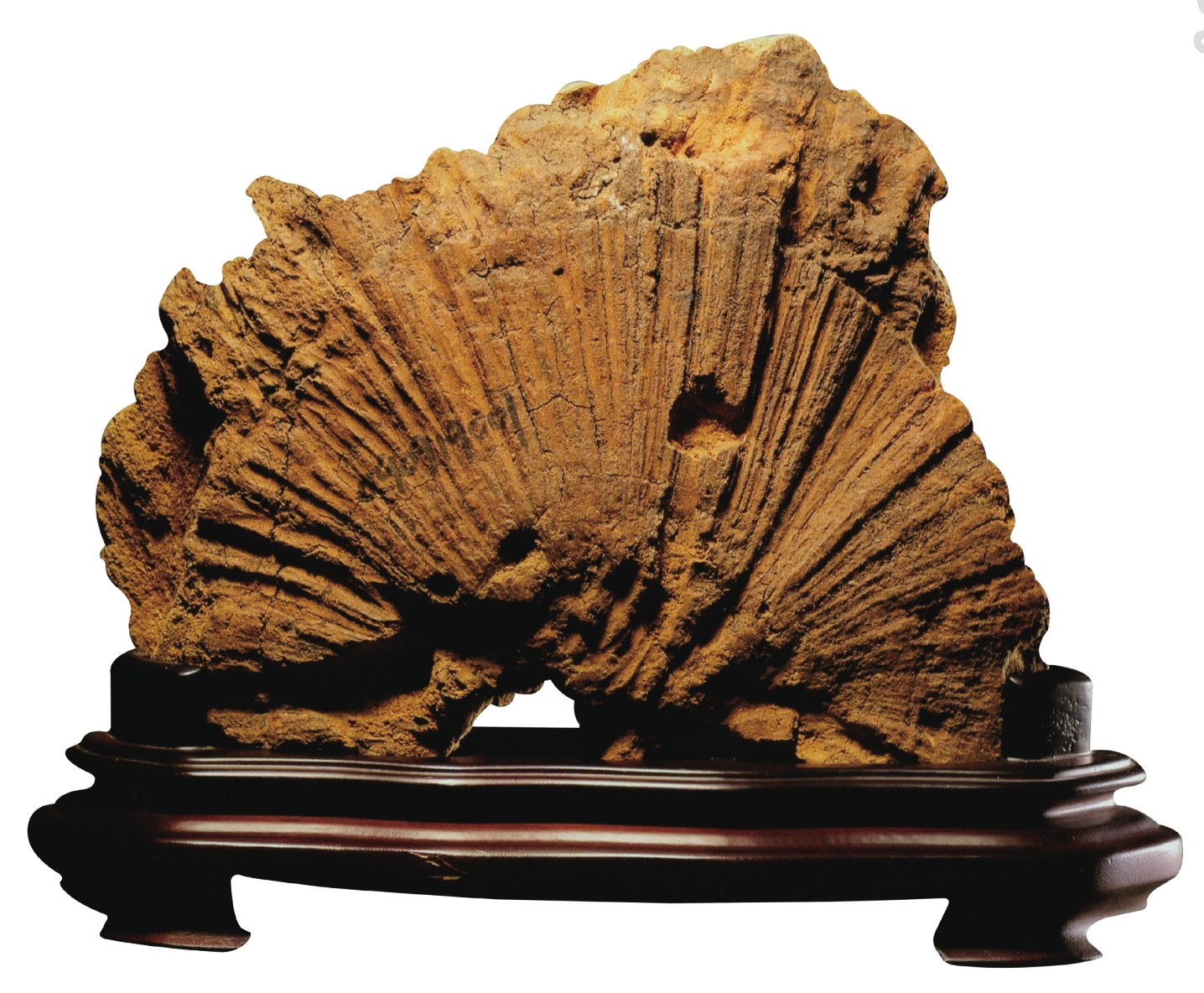 富森红土沉香和莺歌绿奇楠哪个好,奇楠沉香和富森红土哪个香味好闻