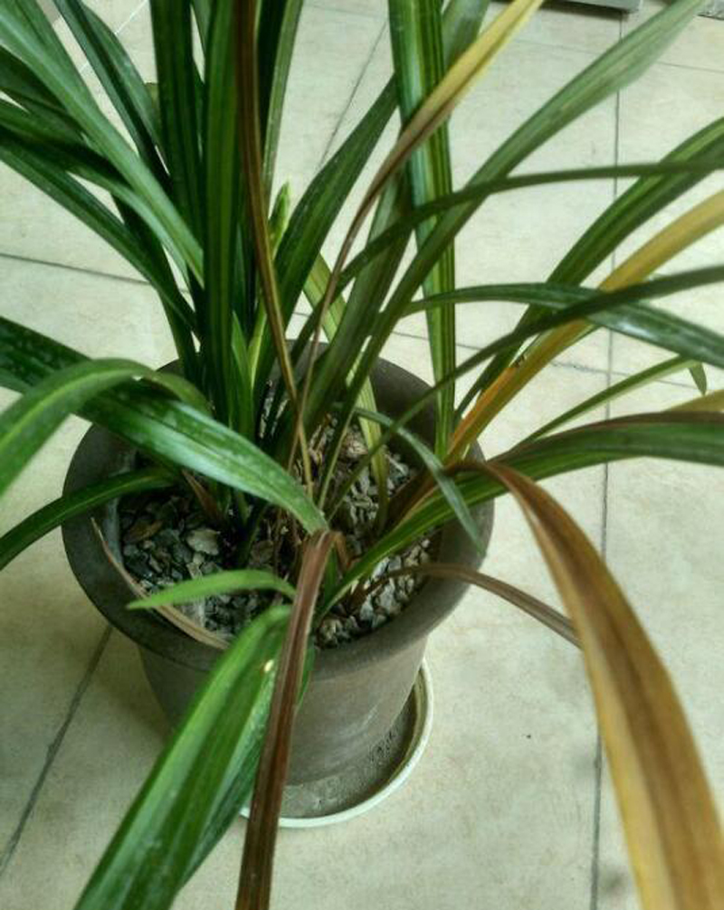 兰花的叶片发黄怎么办呢,兰花叶片发黄的原因和处理方法