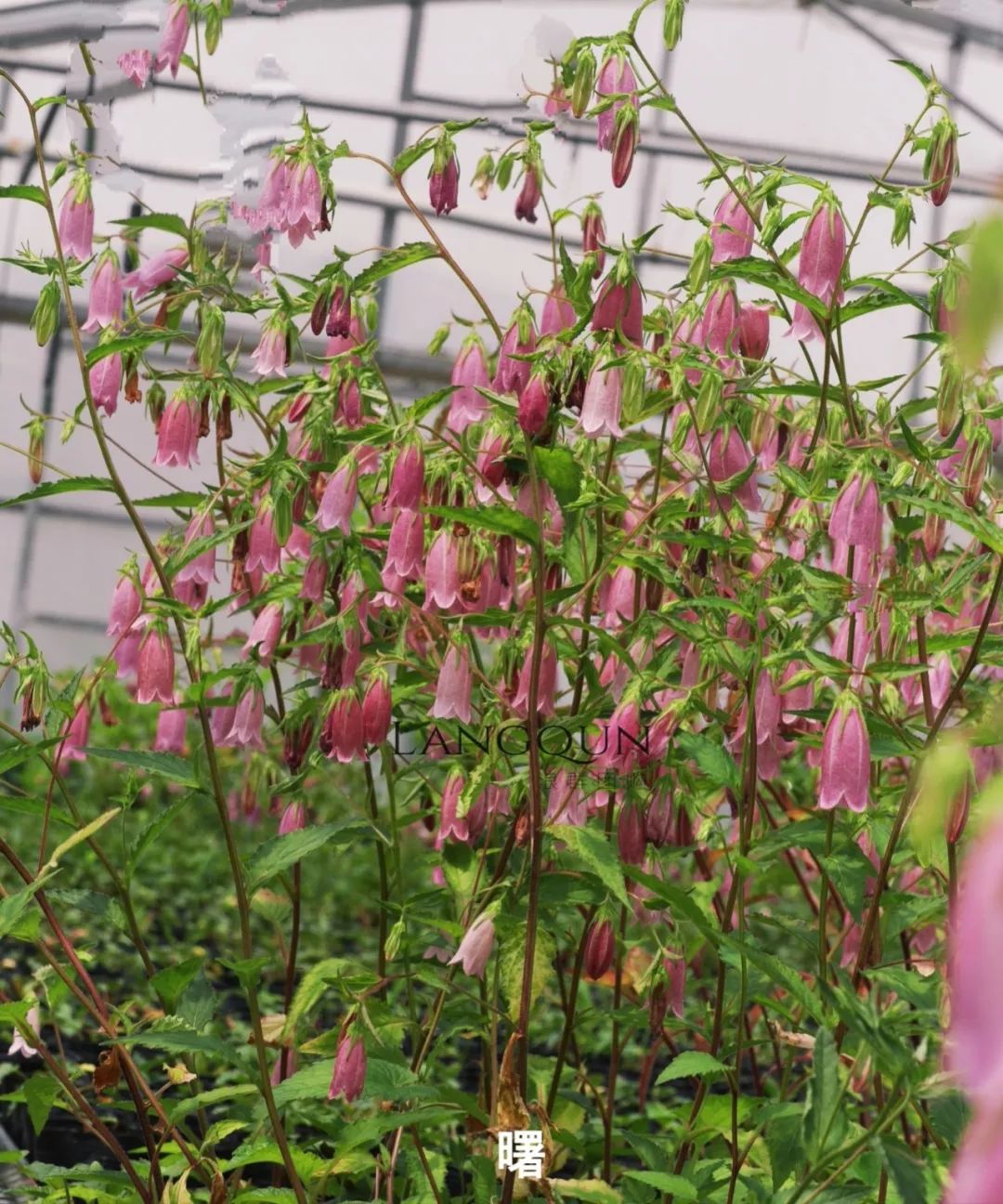 风铃草适合几月种,日本风铃耐寒温度是多少