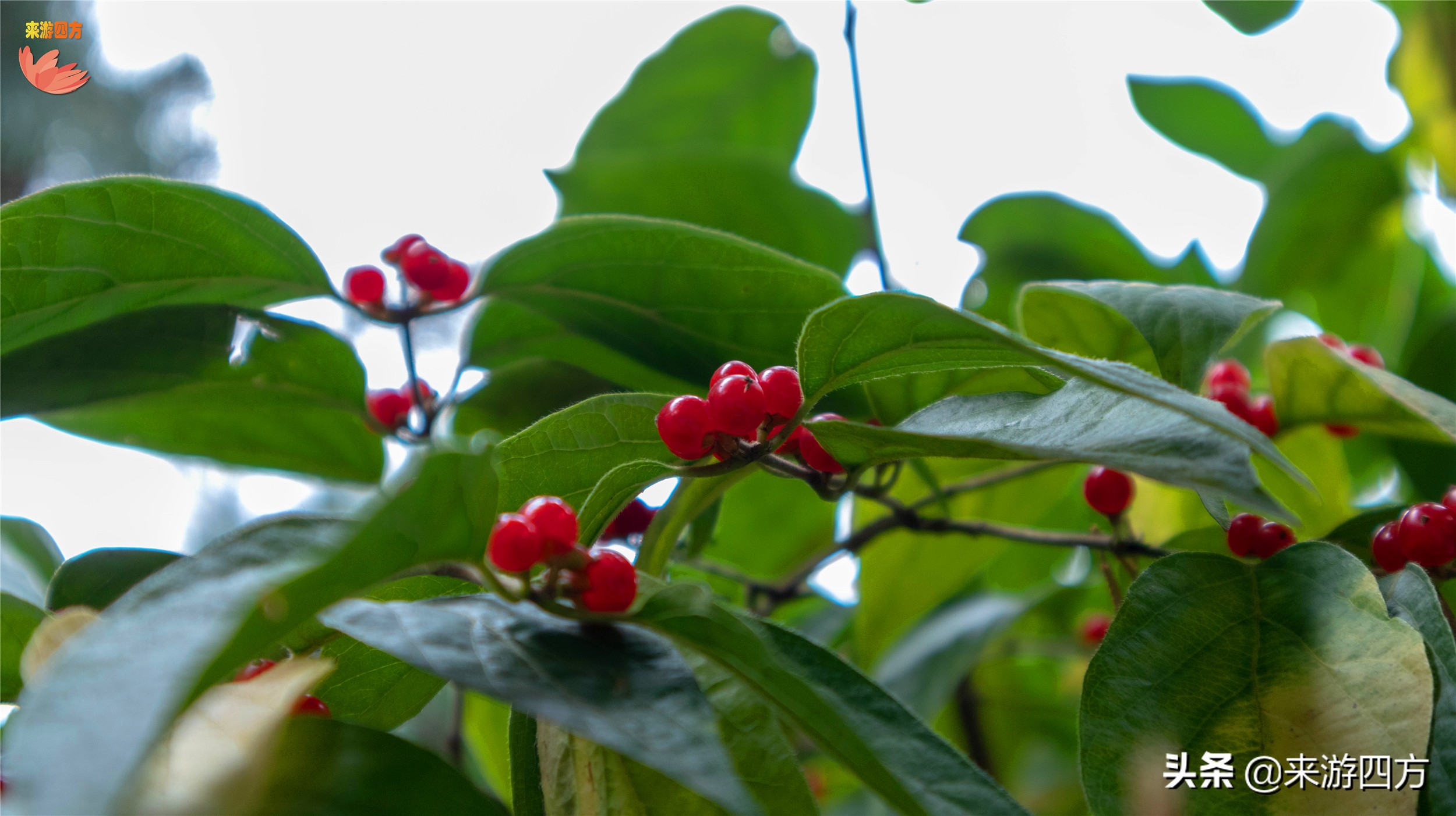 济南中山公园赏花,济南公园赏秋叶