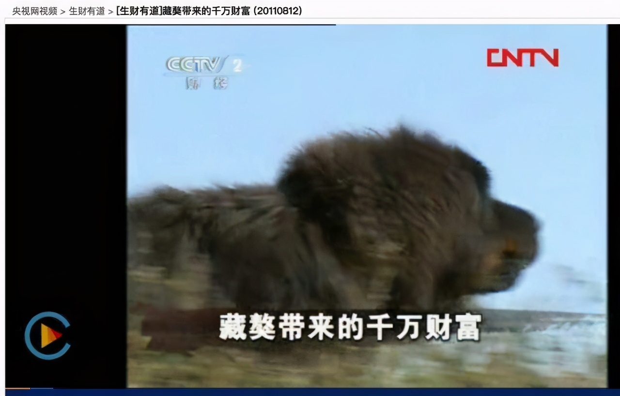 藏獒市场的兴起和崩塌,藏獒从身价不菲到沦为狗肉