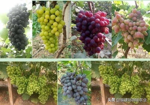 鸡粪牛粪羊粪有机粪,鸡粪牛粪羊粪马粪哪种最好