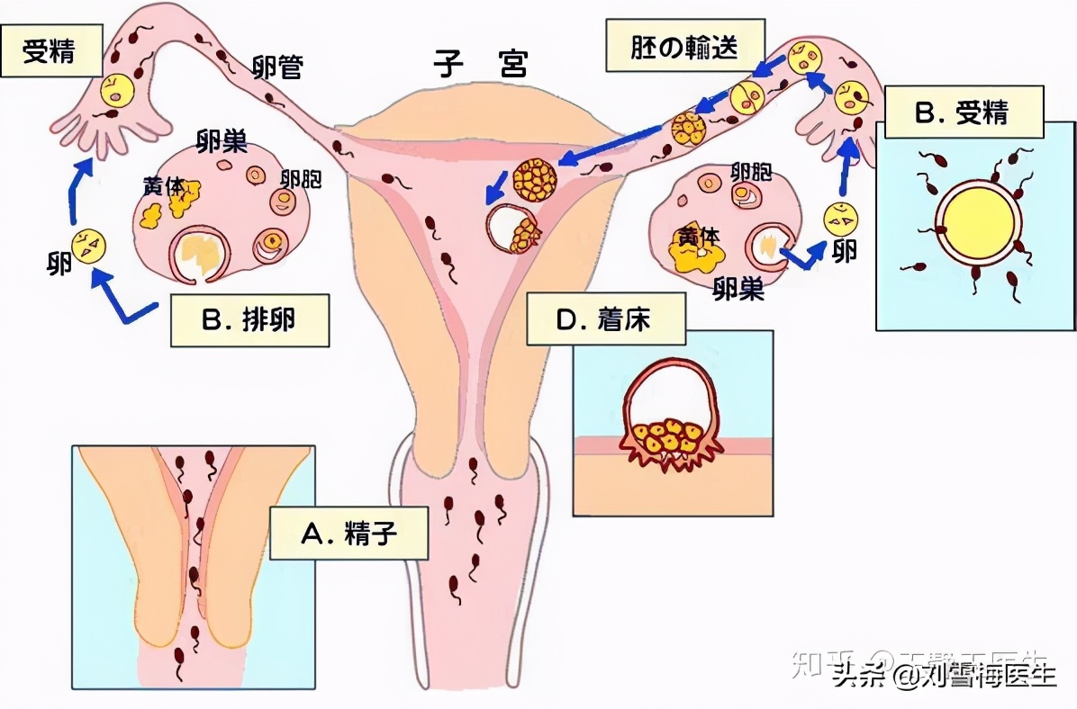 刘雪梅医生科普:流产后一直怀不上,为什么建议你尽快去做造影