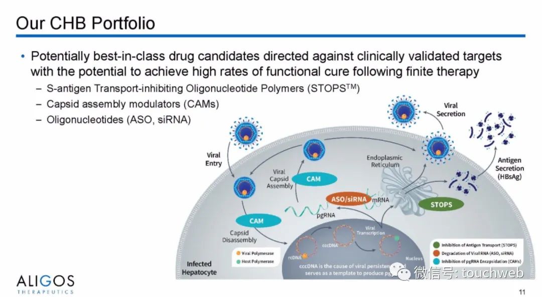 治乙肝的Aligos冲刺美股：拟募资上亿美元路演PPT曝光
