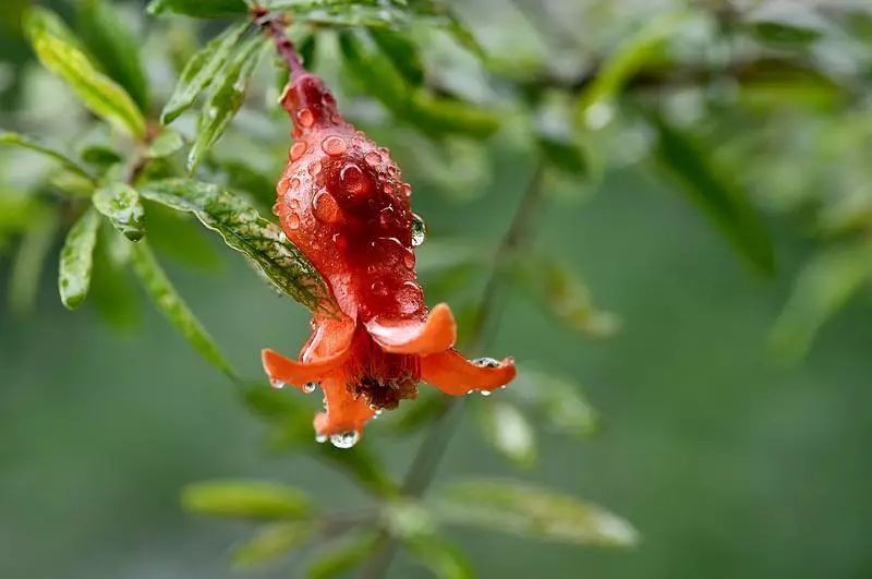 盆景石榴只开花不结果怎么回事,石榴盆景不发芽怎么办
