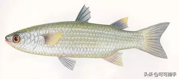 你不知道的海洋里面有什么,十种你没见过的海洋生物