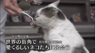 吸猫最高境界图片,吸猫最高境界完整视频