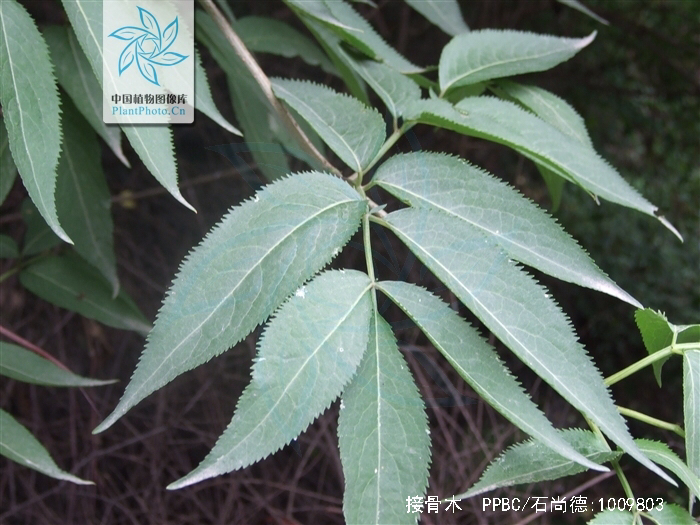 中药材接骨木性味归经,接骨木的功效