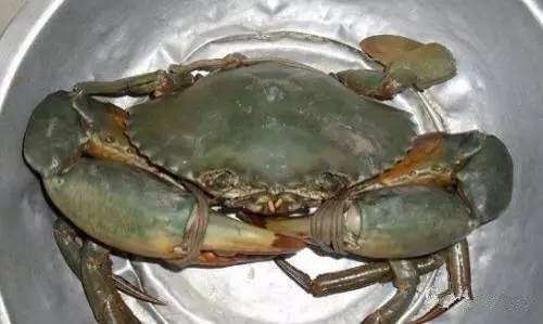 史上最全海鲜视频,史上最全海鲜贝类大全