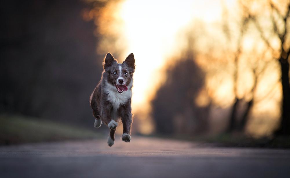 迷你澳牧为啥不建议新手养,没有养过的人不懂养狗的快乐