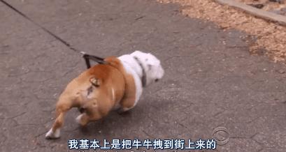 猫狗吃醋打架,吃醋的猫狗