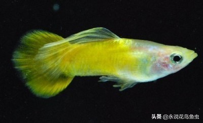 孔雀鱼尾鳍怎么超大,孔雀鱼尾鳍分类