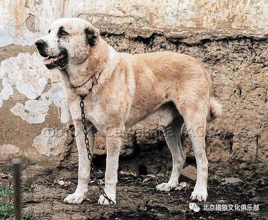 高加索猎狼犬图,高加索犬猎狼犬图片