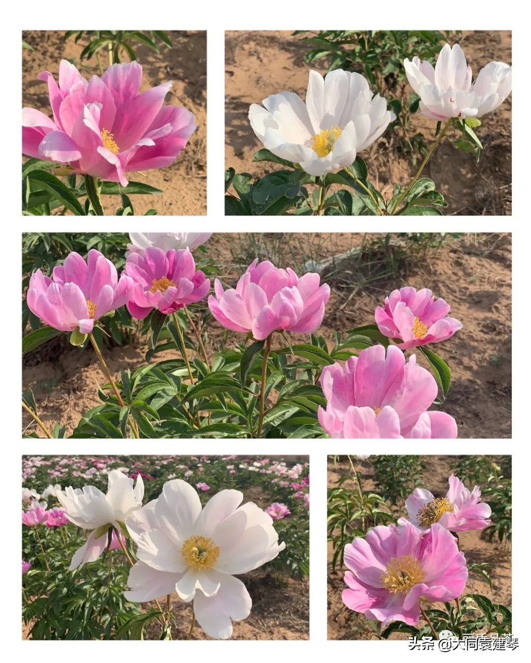 红楼梦关于王一贴的讲解,从红楼梦中谈女性