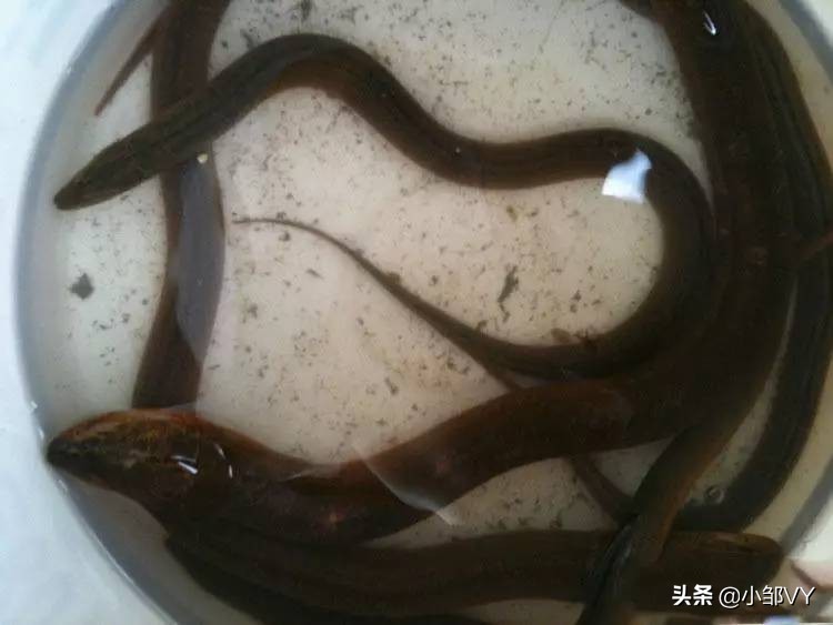 钓黄鳝的方法与注意事项,掌握四种钓法