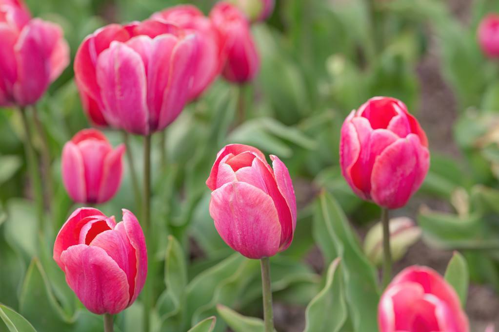 粉色郁金香的花语你是我永远的爱,粉色郁金香花语象征与寓意是什么