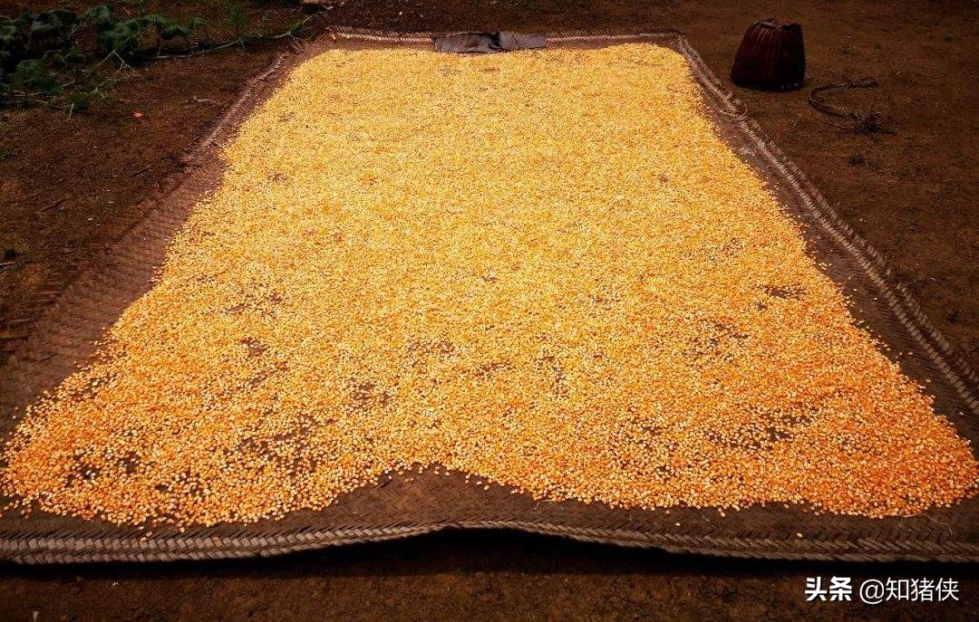 饲料发霉了怎么喂鸡呢,饲料发霉怎么喂