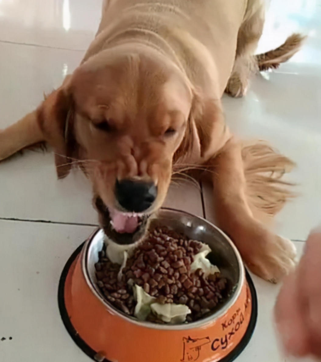 狗狗想生宝宝时会有怎样的表现,狗狗把你当成妈妈的表现