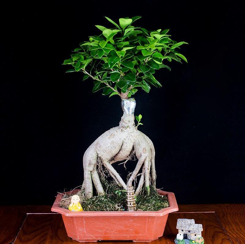 榕树大叶榕,高山榕大叶榕树怎么养殖