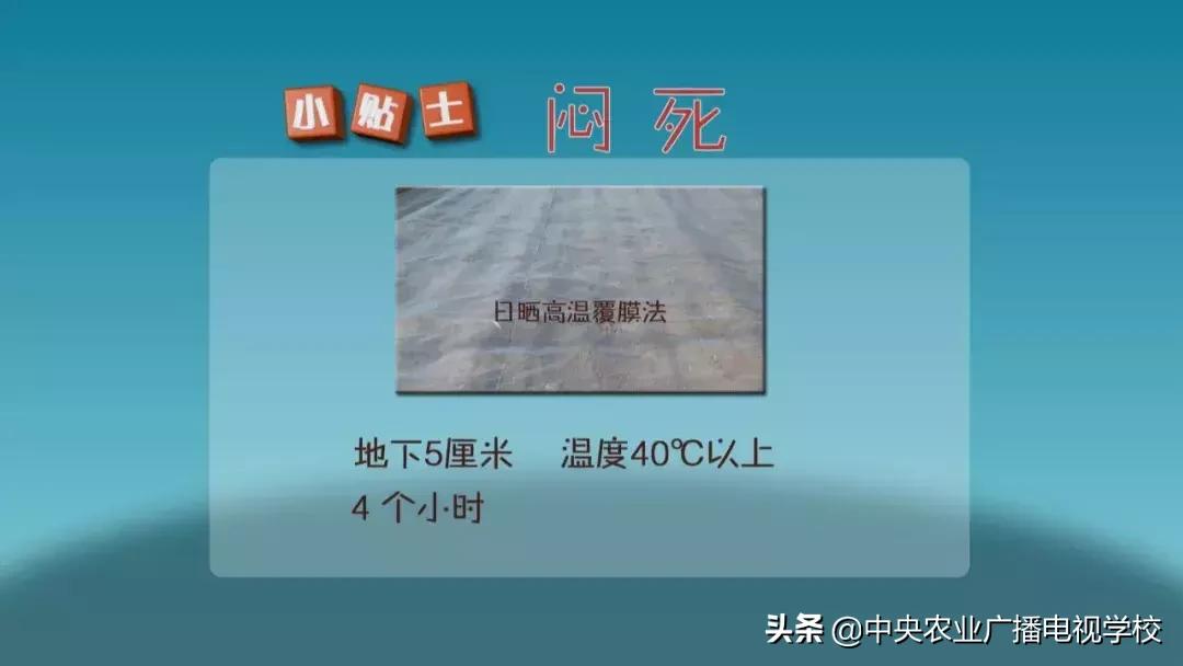 农广天地蛴螬养殖技术,韭蛆怎么防治最好