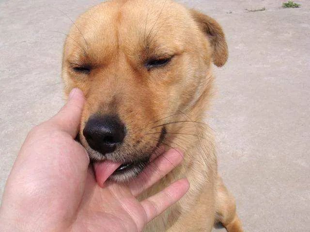 世界上听话又乖巧的五种狗狗,最乖并且最给你安全感的五种狗狗