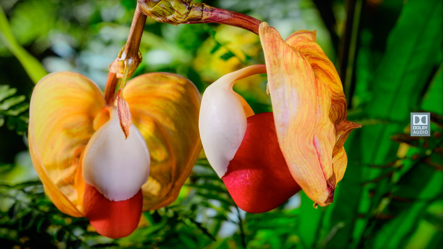 创维酷开p50是真4k吗,创维酷开p5065寸价格