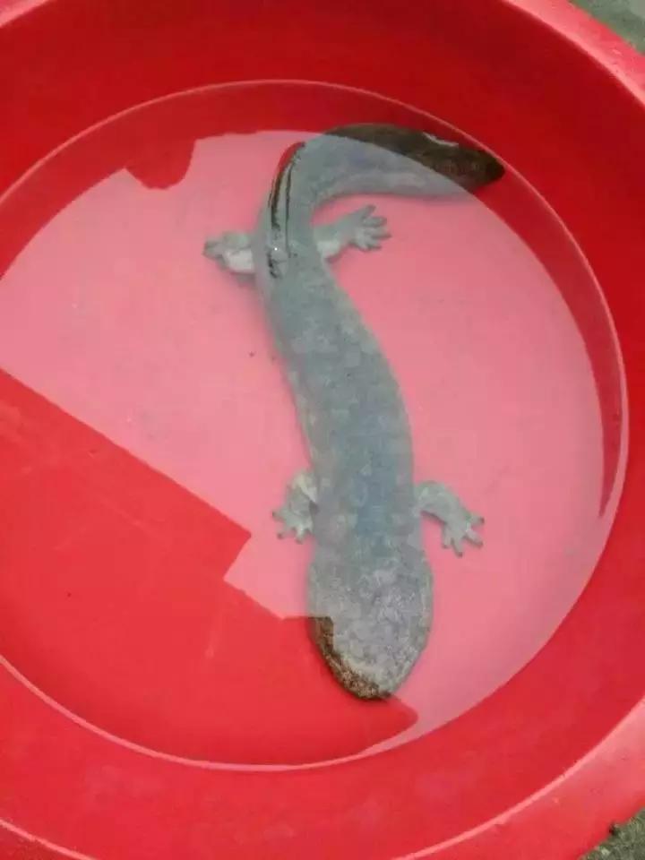 还没看《神奇动物在哪里》？没关系，你错过的神奇动物都在这里