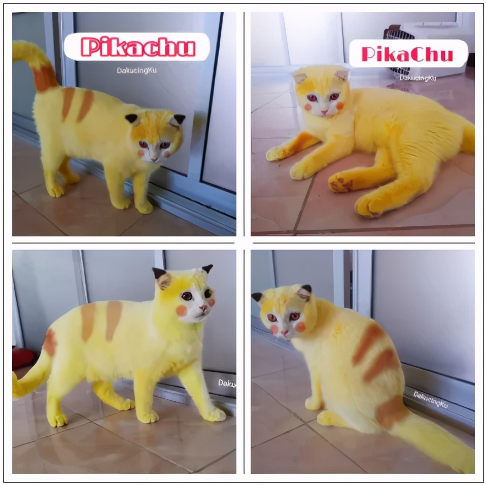 泰国姜黄治疗猫皮肤病,泰国女孩用姜黄治猫癣