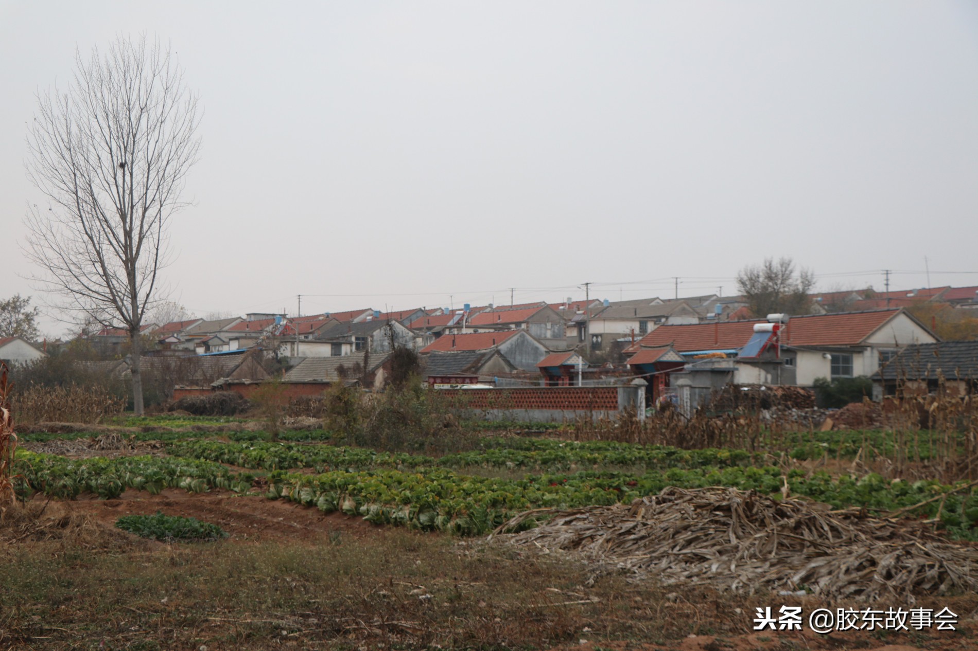 张姓名人历史故事,山东烟台蓬莱张姓家谱