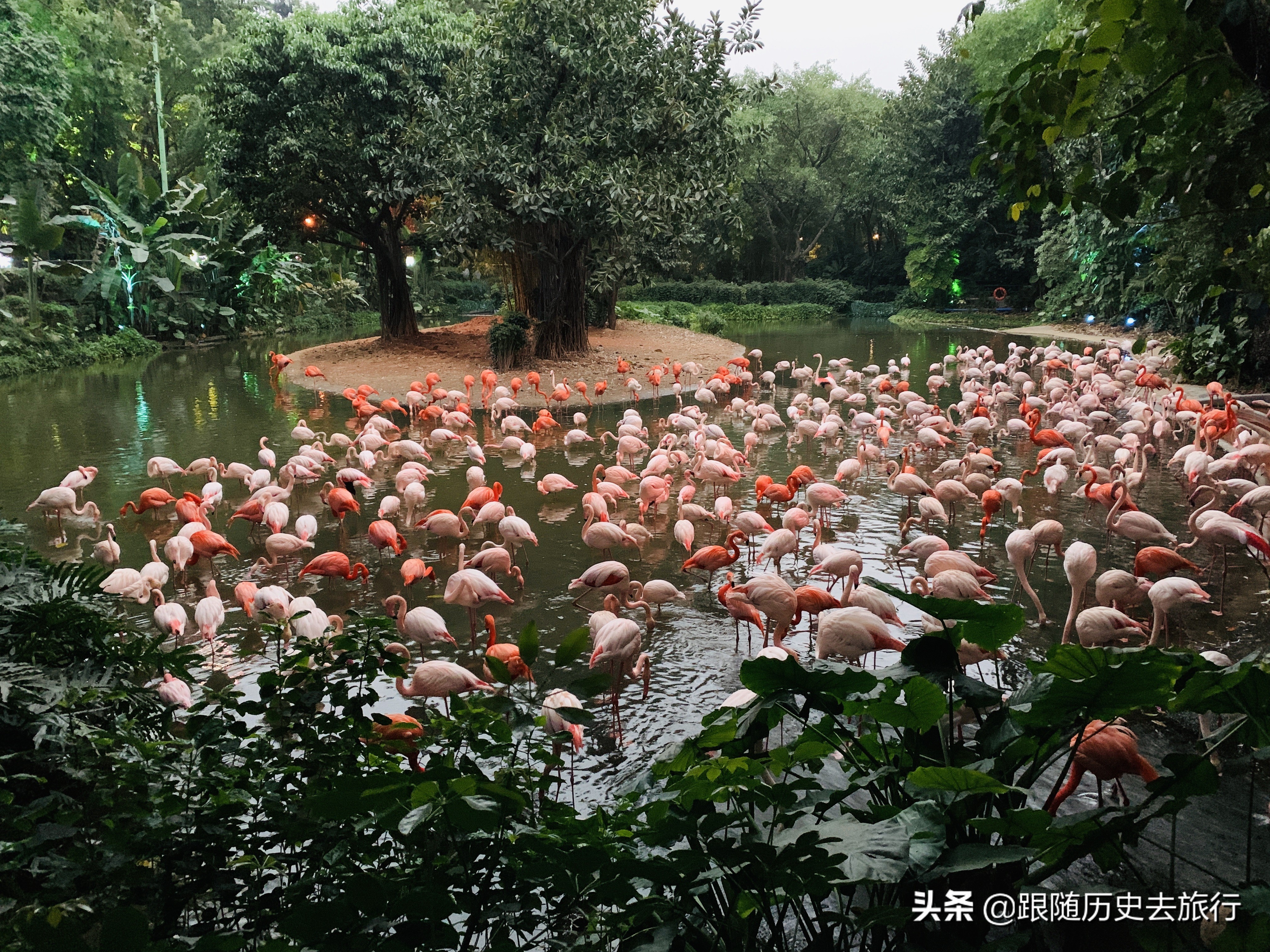 广州长隆水动物世界看大熊猫攻略,广州长隆动物园里的熊猫萌萌