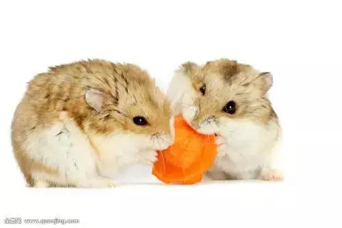 我喜欢的小动物狗作文三年级,三年级下册小动物作文可爱的小狗