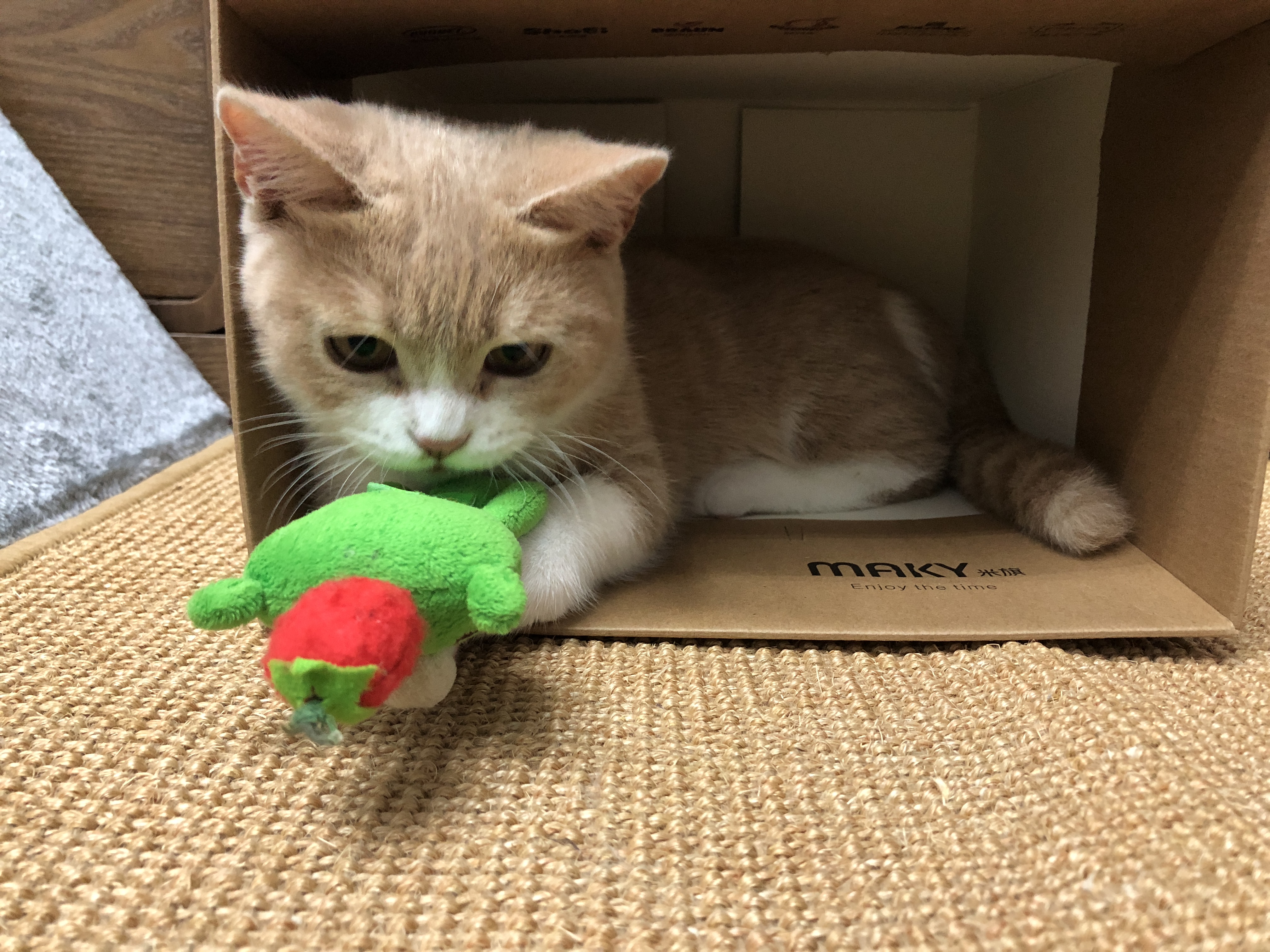 扔掉一只小猫会怎样,捡了一只宠物猫咪怎么处理