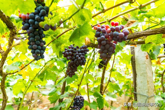 河北葡萄县,名气没*疆新**吐鲁番大,村民自称中国30%干红酒出自这