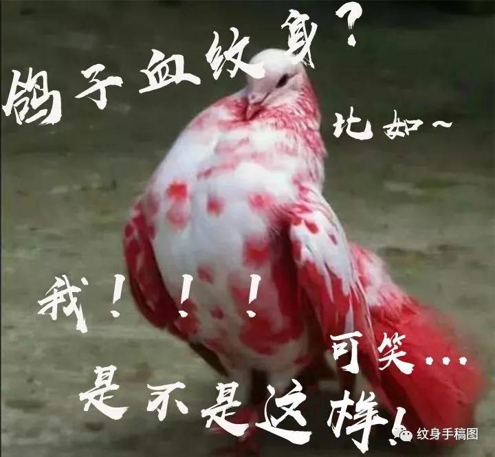 真的有鸽子血纹身吗,鸽子血朱砂纹身真的隐形么