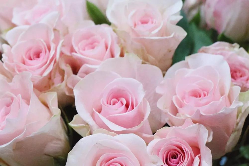 一篇文章带你认识三亚40种花,鲜花图鉴一次性认识30种玫瑰花