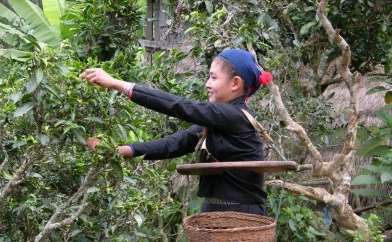 普洱有一股烟味,我眼中的普洱