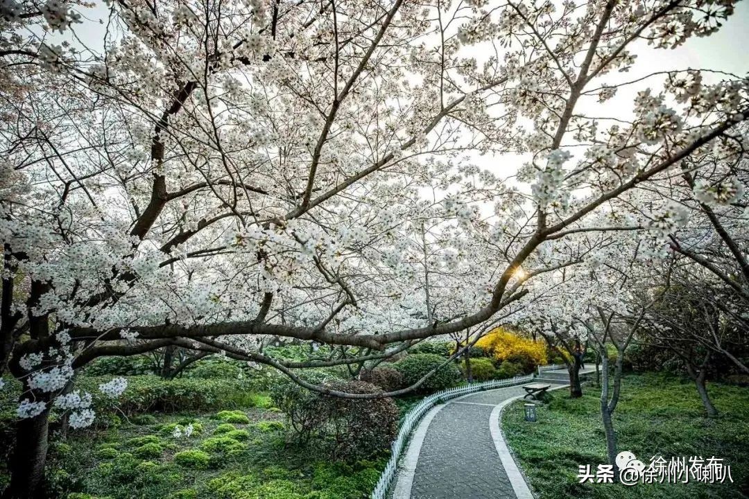 徐州彭祖园樱花节几号开始,徐州彭祖园樱花树开的太美了