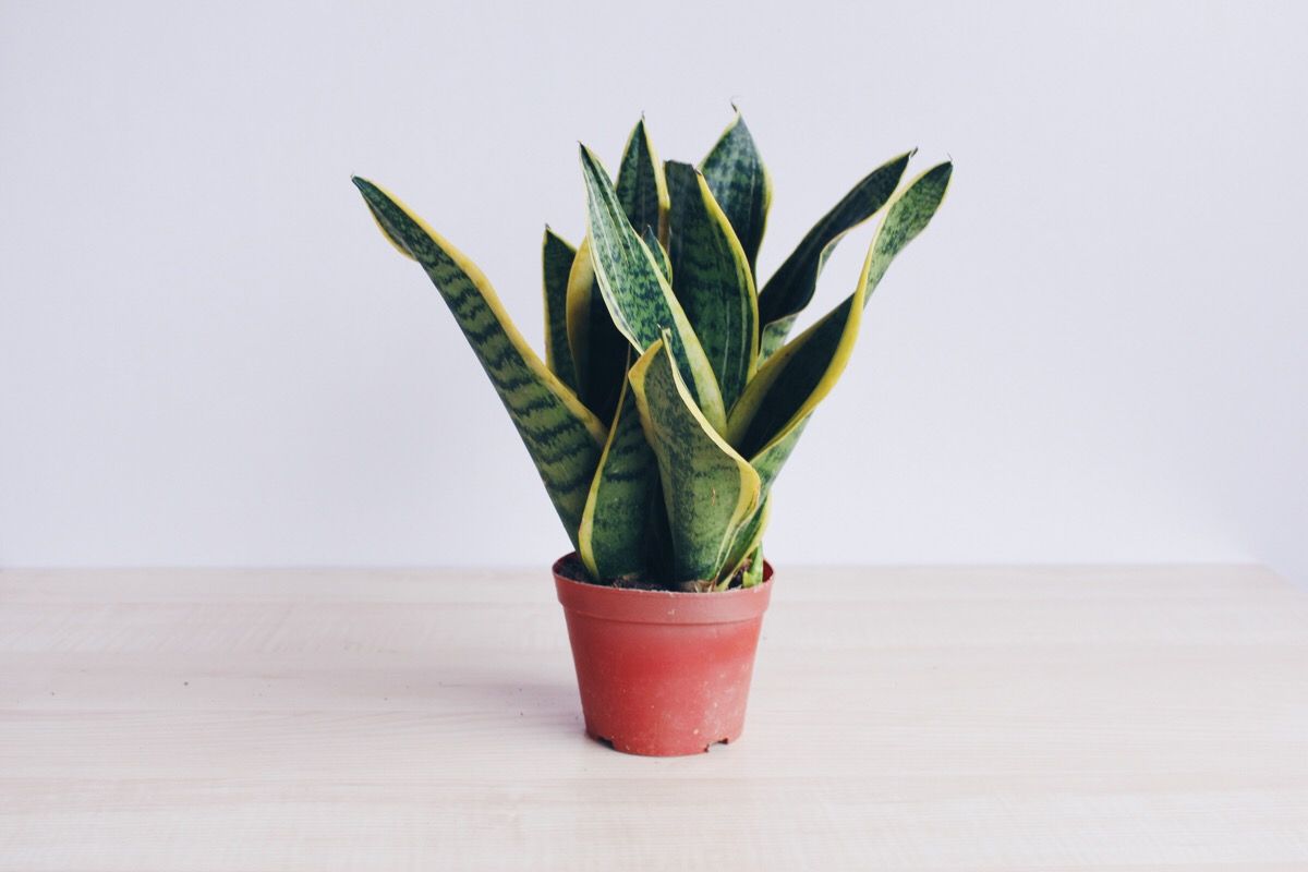 除甲醛最好的4种植物,什么植物除甲醛最好且好养