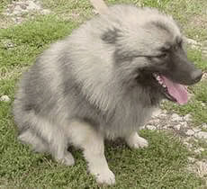 每日一犬---荷兰毛狮犬